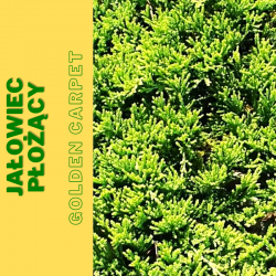 Jałowiec płożący  Golden Carpet